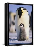 Emperor Penguin and Baby-DLILLC-Framed Stretched Canvas