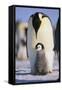 Emperor Penguin and Baby-DLILLC-Framed Stretched Canvas