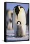 Emperor Penguin and Baby-DLILLC-Framed Stretched Canvas