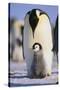 Emperor Penguin and Baby-DLILLC-Stretched Canvas