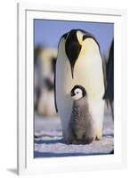 Emperor Penguin and Baby-DLILLC-Framed Premium Photographic Print