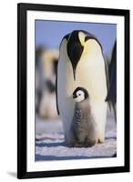 Emperor Penguin and Baby-DLILLC-Framed Premium Photographic Print