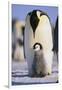 Emperor Penguin and Baby-DLILLC-Framed Premium Photographic Print