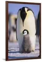 Emperor Penguin and Baby-DLILLC-Framed Premium Photographic Print