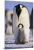 Emperor Penguin and Baby-DLILLC-Mounted Premium Photographic Print