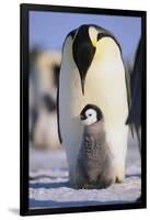 Emperor Penguin and Baby-DLILLC-Framed Premium Photographic Print