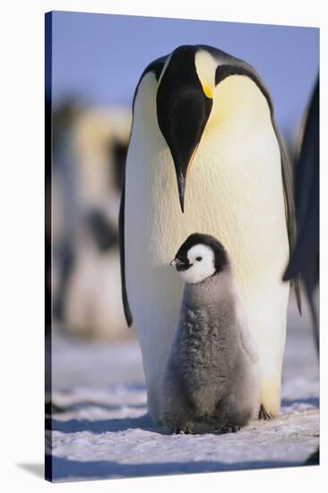 Emperor Penguin and Baby-DLILLC-Stretched Canvas