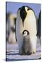 Emperor Penguin and Baby-DLILLC-Stretched Canvas