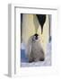 Emperor Penguin and Baby-DLILLC-Framed Photographic Print