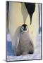 Emperor Penguin and Baby-DLILLC-Mounted Photographic Print