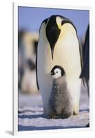 Emperor Penguin and Baby-DLILLC-Framed Photographic Print