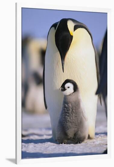 Emperor Penguin and Baby-DLILLC-Framed Photographic Print