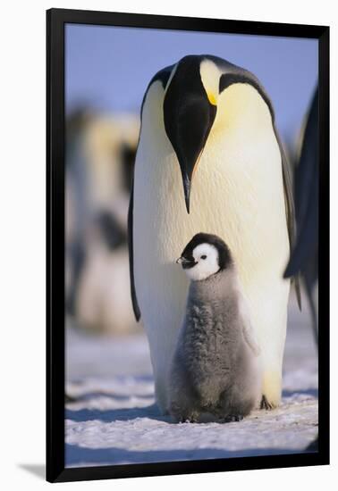 Emperor Penguin and Baby-DLILLC-Framed Photographic Print