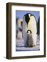 Emperor Penguin and Baby-DLILLC-Framed Photographic Print