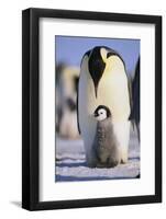 Emperor Penguin and Baby-DLILLC-Framed Photographic Print