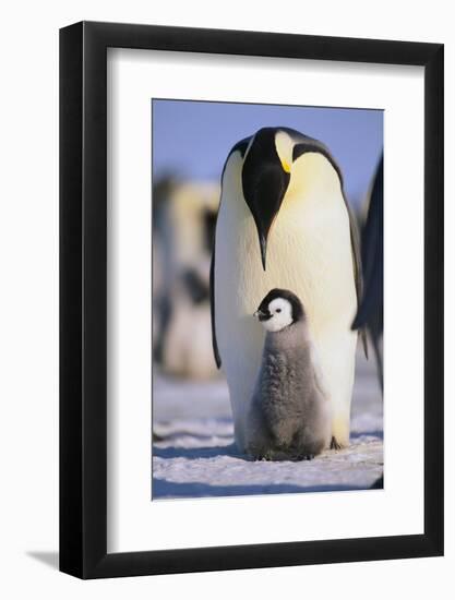 Emperor Penguin and Baby-DLILLC-Framed Photographic Print