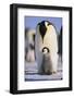 Emperor Penguin and Baby-DLILLC-Framed Photographic Print