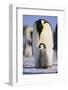 Emperor Penguin and Baby-DLILLC-Framed Photographic Print