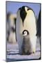 Emperor Penguin and Baby-DLILLC-Mounted Photographic Print