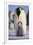 Emperor Penguin and Baby-DLILLC-Framed Photographic Print