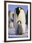 Emperor Penguin and Baby-DLILLC-Framed Photographic Print