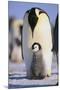 Emperor Penguin and Baby-DLILLC-Mounted Photographic Print