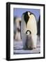 Emperor Penguin and Baby-DLILLC-Framed Photographic Print