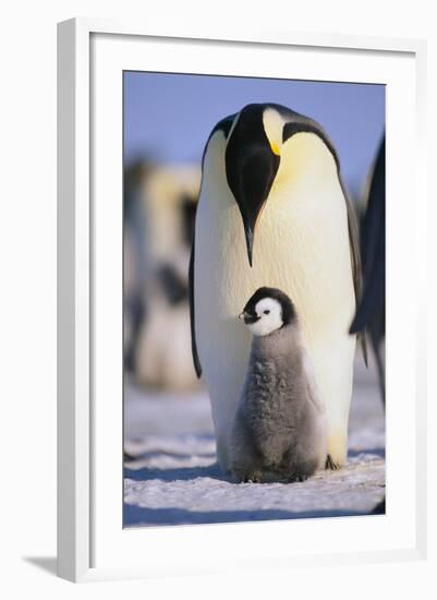 Emperor Penguin and Baby-DLILLC-Framed Photographic Print