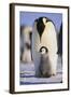 Emperor Penguin and Baby-DLILLC-Framed Photographic Print