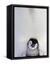 Emperor Penguin and Chick in Antarctica-Paul Souders-Framed Stretched Canvas