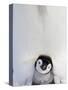 Emperor Penguin and Chick in Antarctica-Paul Souders-Stretched Canvas