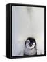 Emperor Penguin and Chick in Antarctica-Paul Souders-Framed Stretched Canvas