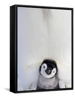 Emperor Penguin and Chick in Antarctica-Paul Souders-Framed Stretched Canvas