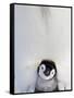 Emperor Penguin and Chick in Antarctica-Paul Souders-Framed Stretched Canvas