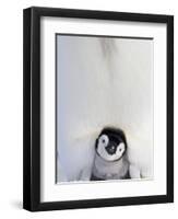 Emperor Penguin and Chick in Antarctica-Paul Souders-Framed Premium Photographic Print