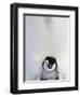 Emperor Penguin and Chick in Antarctica-Paul Souders-Framed Premium Photographic Print