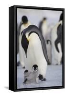 Emperor Penguin and Chick in Antarctica-Paul Souders-Framed Stretched Canvas