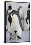 Emperor Penguin and Chick in Antarctica-Paul Souders-Framed Stretched Canvas