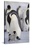 Emperor Penguin and Chick in Antarctica-Paul Souders-Stretched Canvas