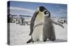 Emperor Penguin and Chick in Antarctica-Paul Souders-Stretched Canvas