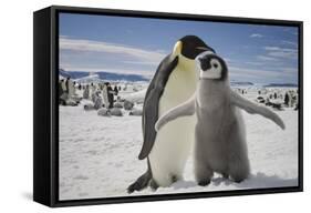 Emperor Penguin and Chick in Antarctica-Paul Souders-Framed Stretched Canvas
