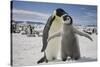 Emperor Penguin and Chick in Antarctica-Paul Souders-Stretched Canvas