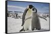 Emperor Penguin and Chick in Antarctica-Paul Souders-Framed Stretched Canvas