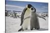 Emperor Penguin and Chick in Antarctica-Paul Souders-Stretched Canvas