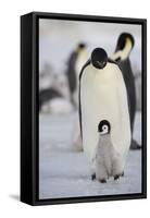 Emperor Penguin and Chick in Antarctica-null-Framed Stretched Canvas