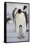 Emperor Penguin and Chick in Antarctica-null-Framed Stretched Canvas