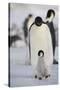 Emperor Penguin and Chick in Antarctica-null-Stretched Canvas