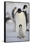 Emperor Penguin and Chick in Antarctica-null-Framed Stretched Canvas