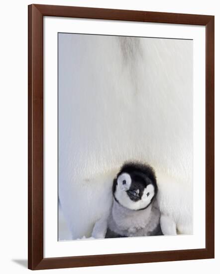 Emperor Penguin and Chick in Antarctica-Paul Souders-Framed Photographic Print