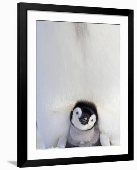 Emperor Penguin and Chick in Antarctica-Paul Souders-Framed Photographic Print